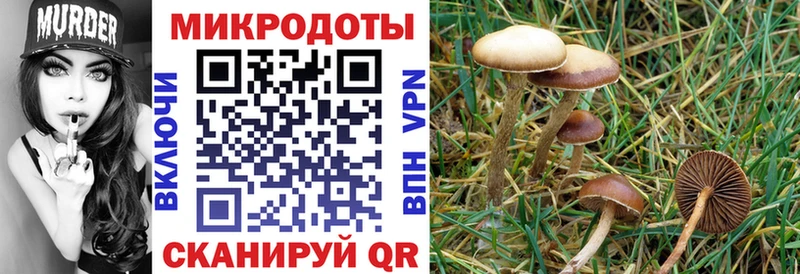 Псилоцибиновые грибы прущие грибы  Рославль 